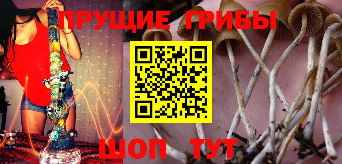 Псилоцибиновые грибы Psilocybe  Вход с VPN  Гагарин  Псилоцибиновые грибы мухоморы 